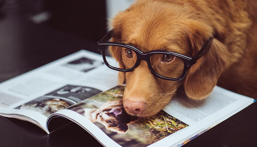 Dog lying on magazine with glasses on